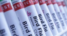 Human case of avian flu detected in England as virus spreads among birds