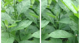 35 Proven Health Benefits Of Bitter Leaf (Vernonia amygdalina)