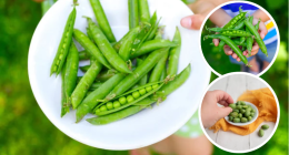 Legume Consumption in Toddlers Improves Nutrition